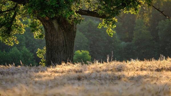 Tässä on kuvateksti. Image by Karl Egger from